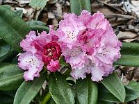 rhododendron_arabella