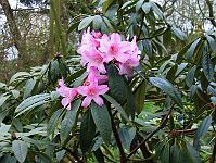 rhododendron_arboreum