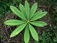 rhododendron_asterochnoum