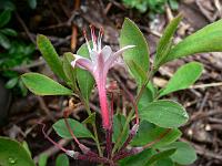 rhododendron_atlanticum