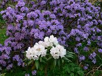 rhododendron_augustinii