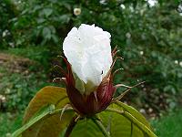 21-07-2006_09-16-27_72