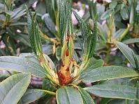 02-06-05canon_239