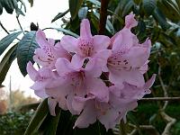 rhododendron_balfourianum