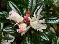 rhododendron_bambi_x_proteoides