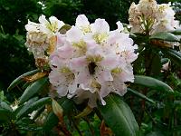 rhododendron_brachycarpum