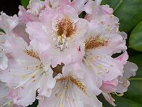 rhododendron_brachycarpum