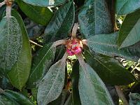 rhododendron_bureavii_(rh)