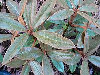 20-09-2006_17-06-05_41