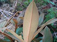 20-09-2006_17-06-39_50