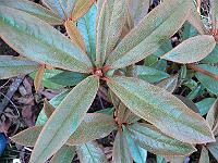 rhododendron_bureavii_cox