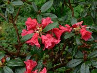 rhododendron_bureavii_hansel