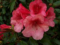 rhododendron_bureavii_hybrid