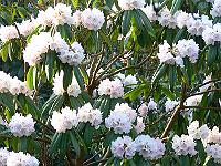 04-05-2006_08-00-06_125