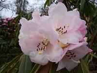 rhododendron_calophytum