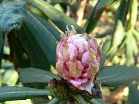 15-04-2006_17-49-44_83