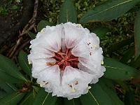 rhododendron_calophytum