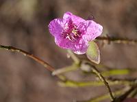 rhododendron_calostrotum