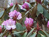 27-04-05canon_089