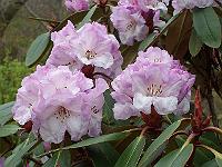 rhododendron_campanulatum