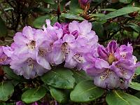 rhododendron_campanulatum_3