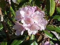 rhododendron_campanulatum_4