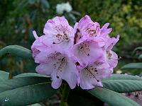 rhododendron_campanulatum