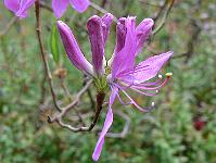 rhododendron_canadense