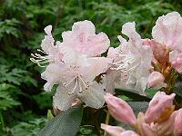 18-05-2006_17-11-29_130
