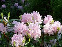 rhododendron_carolineanum