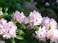 rhododendron_carolineanum