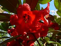 rhododendron_chaetomallum