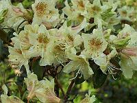 rhododendron_chengshienianum