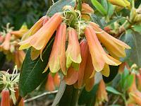 rhododendron_cinnabarinum