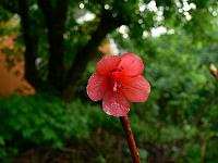 rhododendron_cinnabarinum_var._roylei