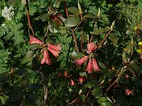 rhododendron_concatenans