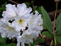 rhododendron_decorum