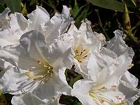 11-06-05kodak_003
