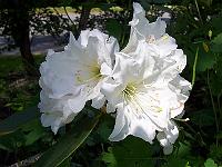 11-06-05kodak_160