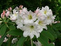 19-06-2006_09-05-38_89