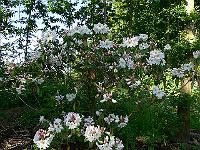 2009-06-17_07-21-36_0001