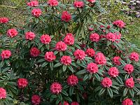 rhododendron_degronianum