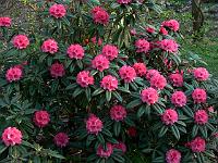 rhododendron_degronianum