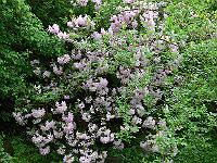 18-05-2006_14-37-07_61
