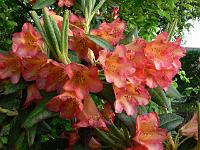 rhododendron_dichroanthum_var_scyphocalyx