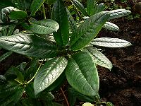 rhododendron_dignabile