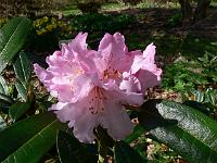 rhododendron-elegantulum
