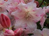 rhododendron_exbeima_1._aksel_olsen