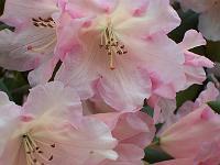 rhododendron_exbeima