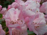 rhododendron_exbeima_3._aksel_olsen